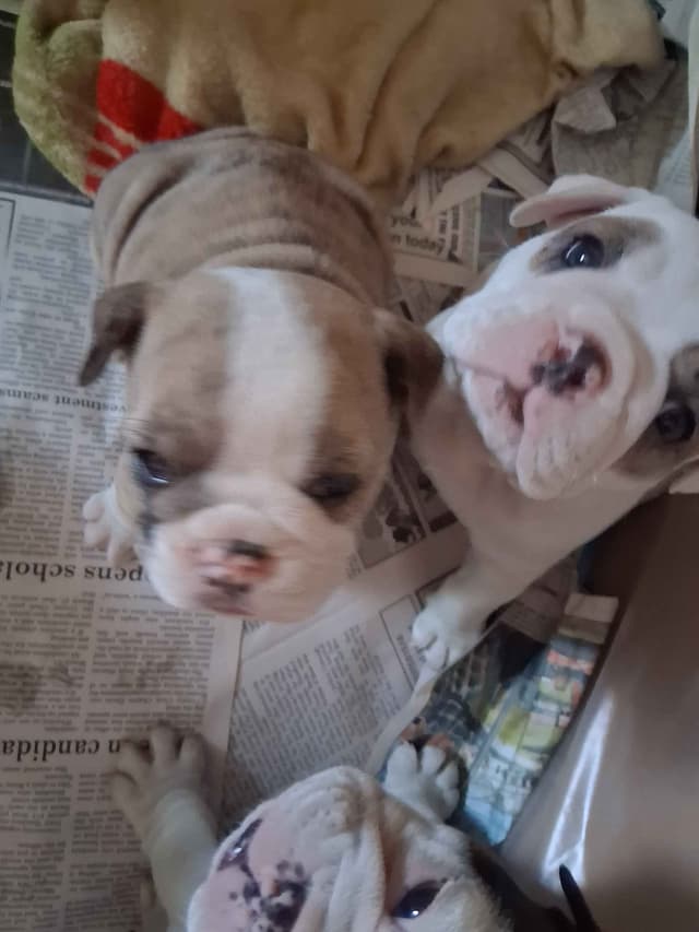 Beautiful English Bulldog Puppies only 1 left media 5