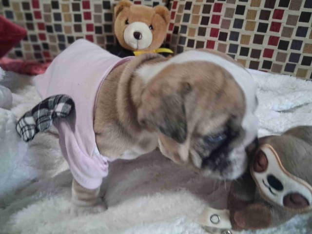 Beautiful English Bulldog Puppies only 1 left media 6
