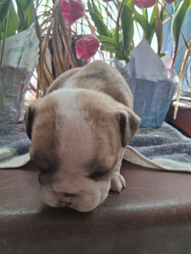 Beautiful English Bulldog Puppies only 1 left media 7