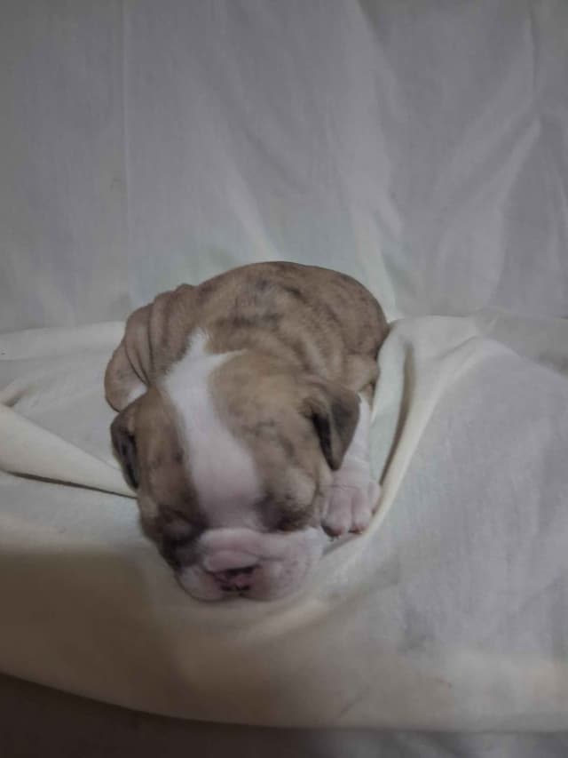 Beautiful English Bulldog Puppies only 1 left media 8
