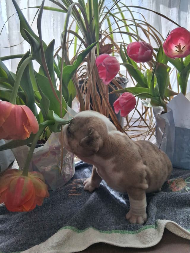 Beautiful English Bulldog Puppies only 1 left media 9
