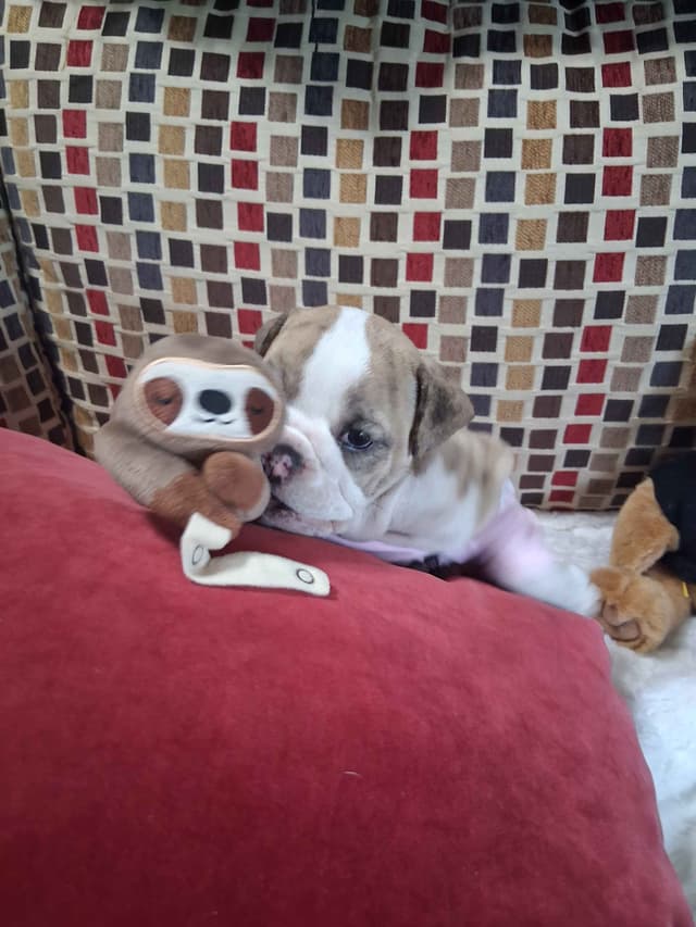 Beautiful English Bulldog Puppies only 1 left media 10