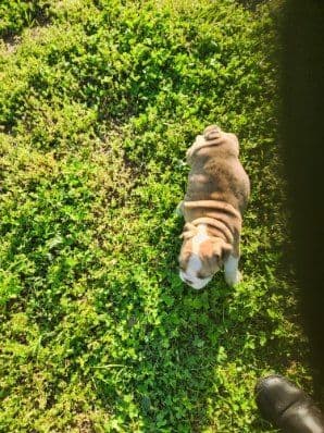 Beautiful English Bulldog Puppies only 1 left breeder image 12