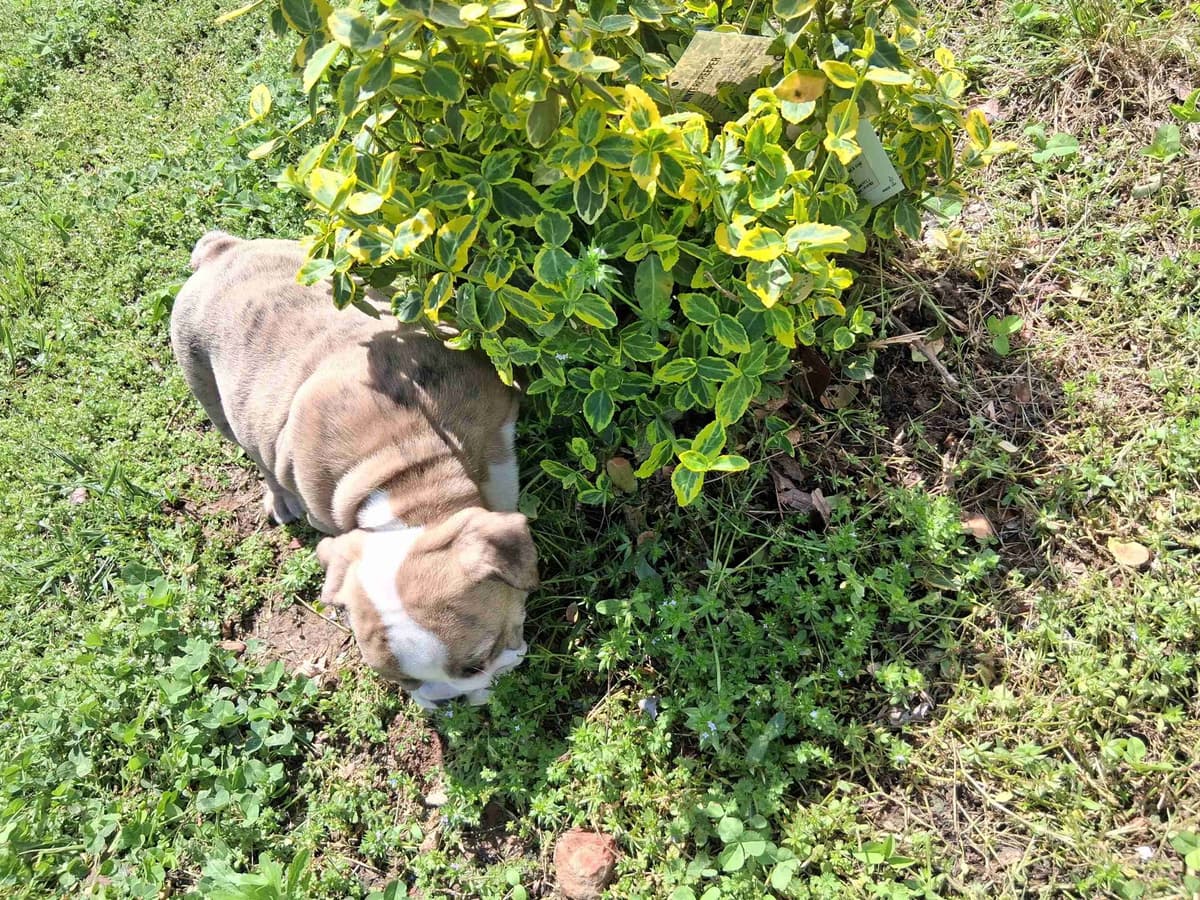Beautiful English Bulldog Puppies only 1 left breeder image 14