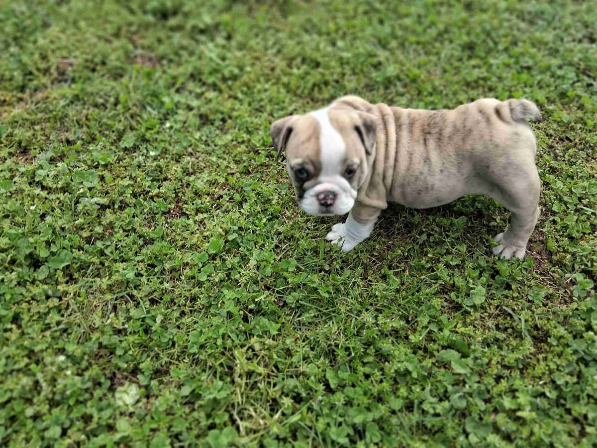 Beautiful English Bulldog Puppies only 1 left breeder image 15