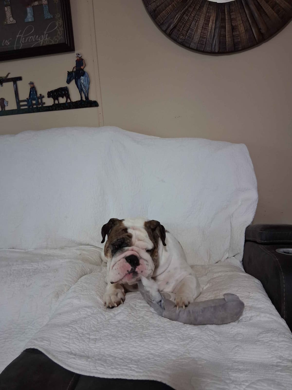 Beautiful English Bulldog Puppies only 1 left breeder image 16
