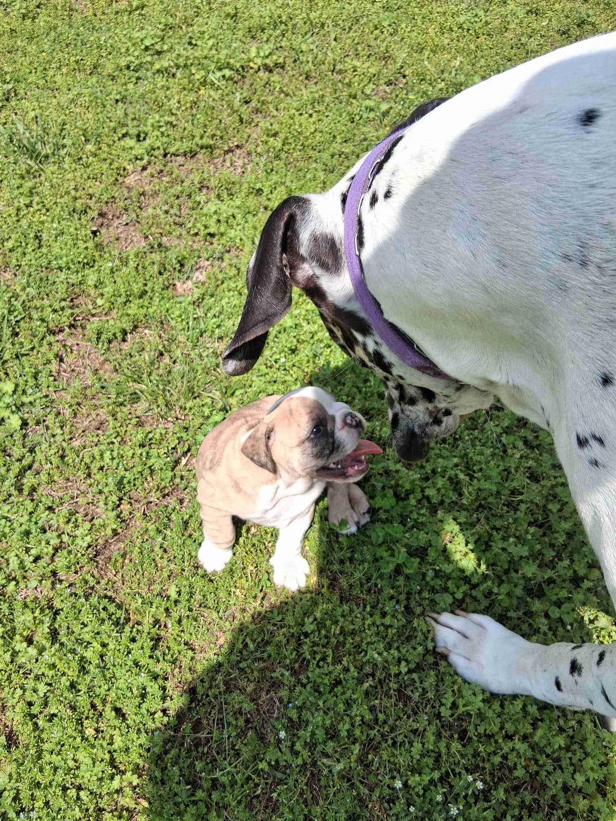 Beautiful English Bulldog Puppies only 1 left breeder image 17