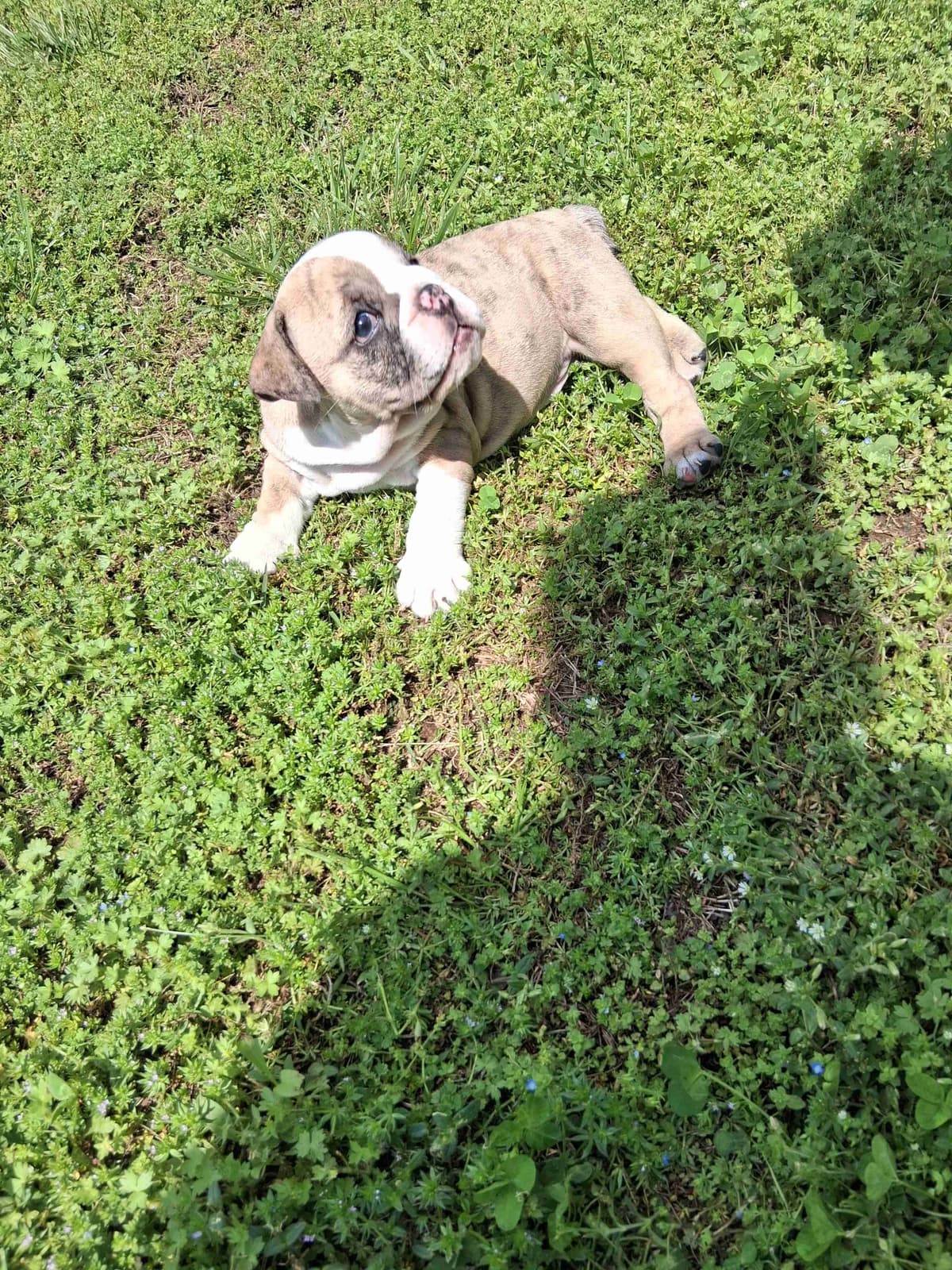 Beautiful English Bulldog Puppies only 1 left breeder image 18