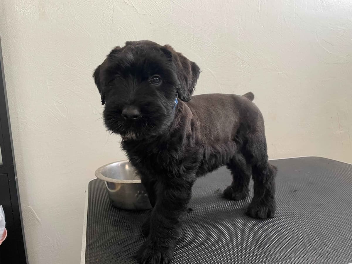Champion Line Giant Schnauzer Puppies breeder image 2