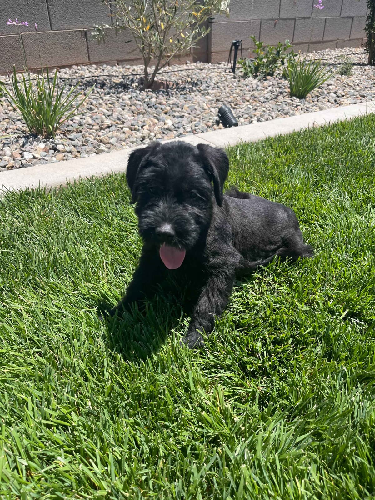 Champion Line Giant Schnauzer Puppies breeder image 3