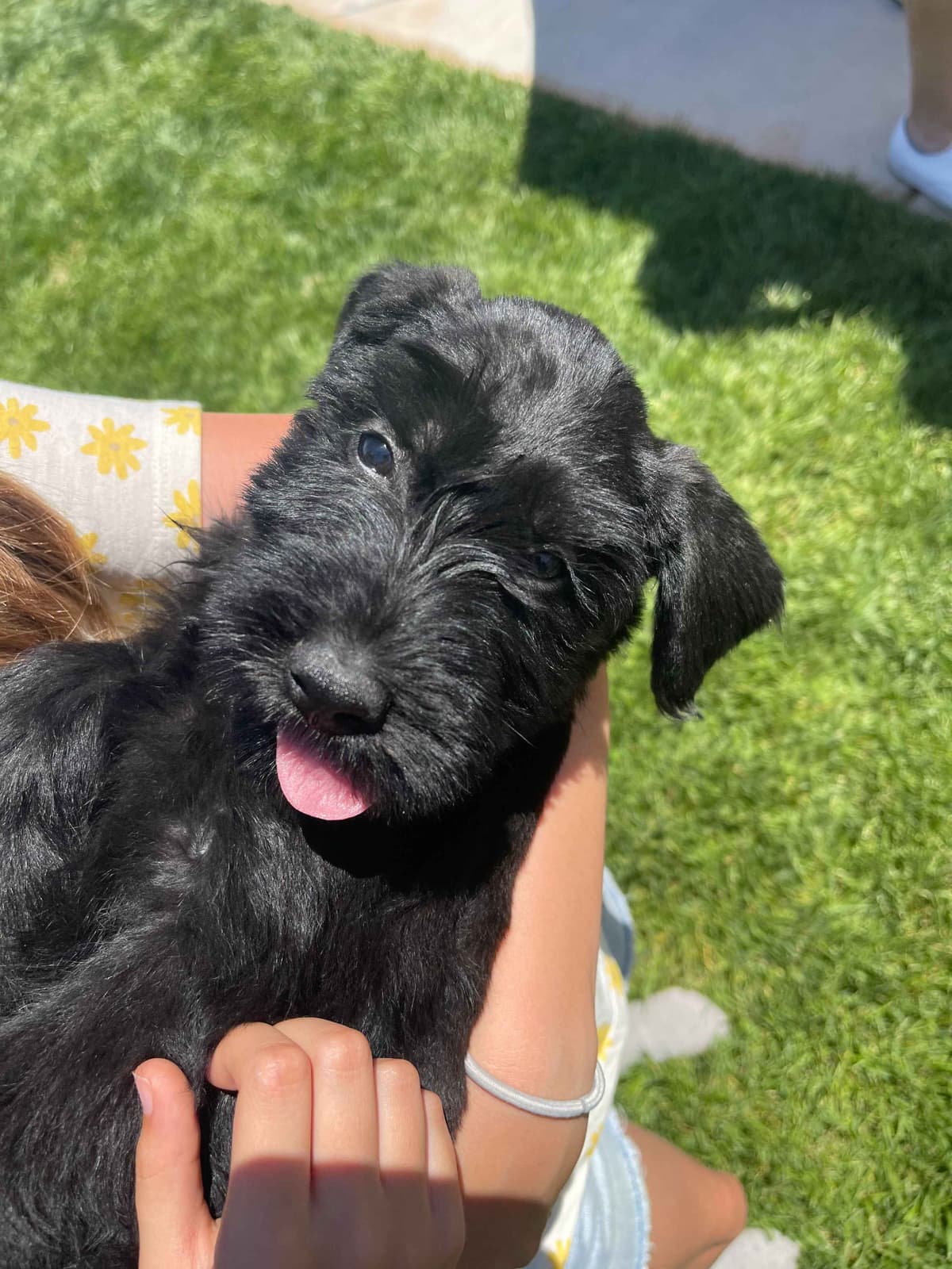 Champion Line Giant Schnauzer Puppies breeder image 4