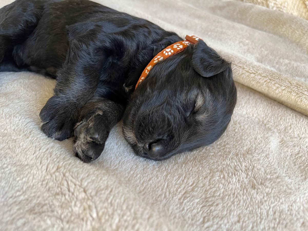 Champion Line Giant Schnauzer Puppies breeder image 5