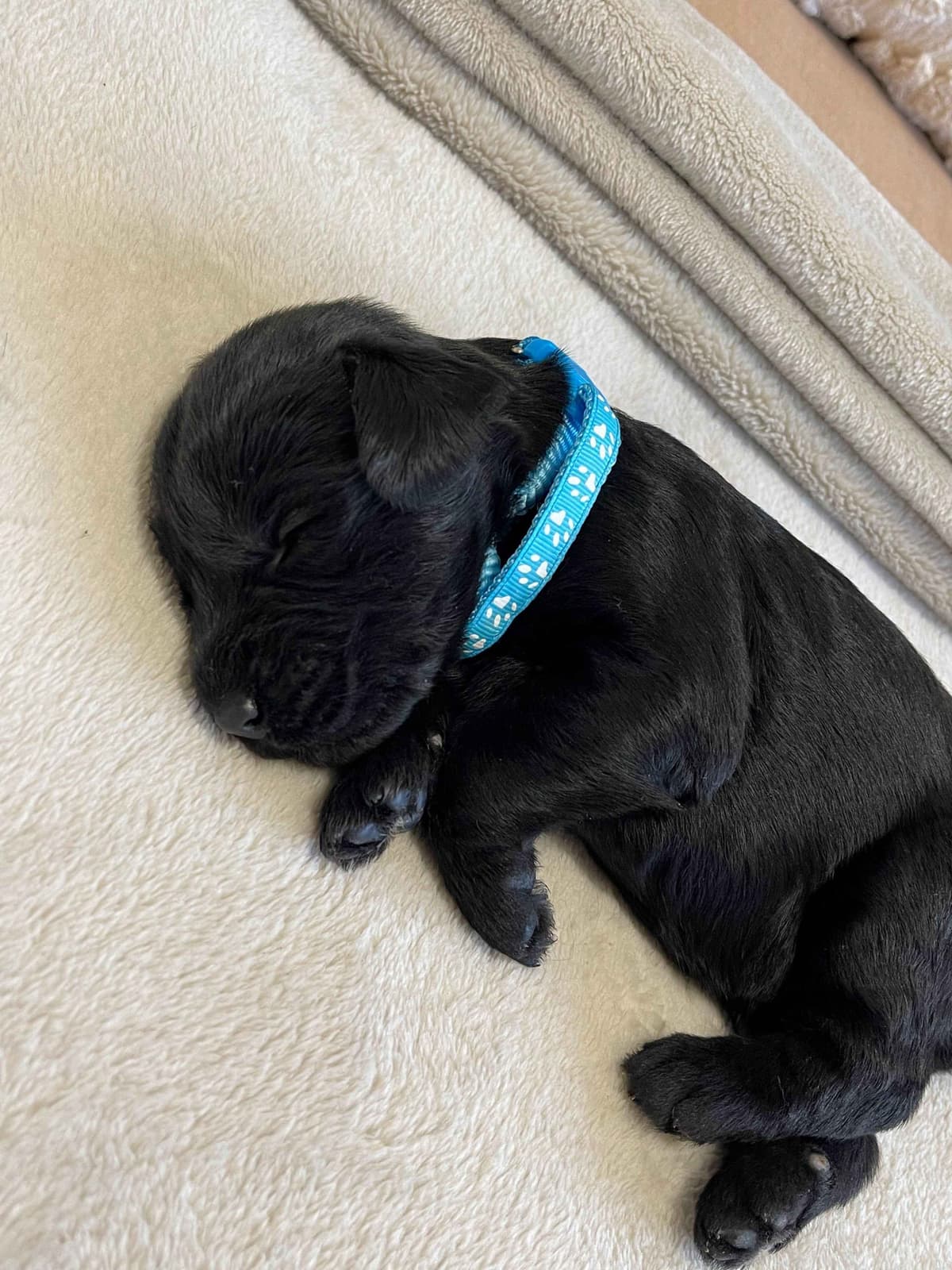 Champion Line Giant Schnauzer Puppies breeder image 6