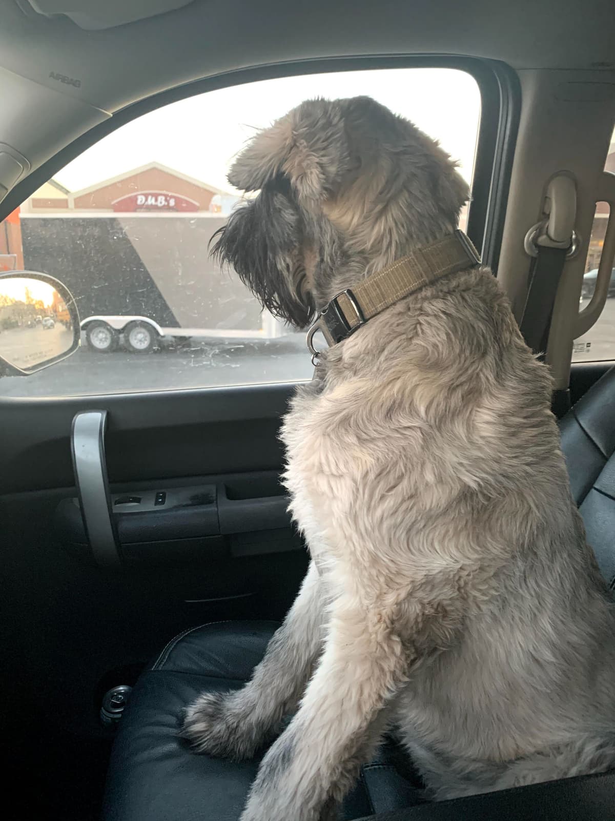 Champion Line Giant Schnauzer Puppies breeder image 8
