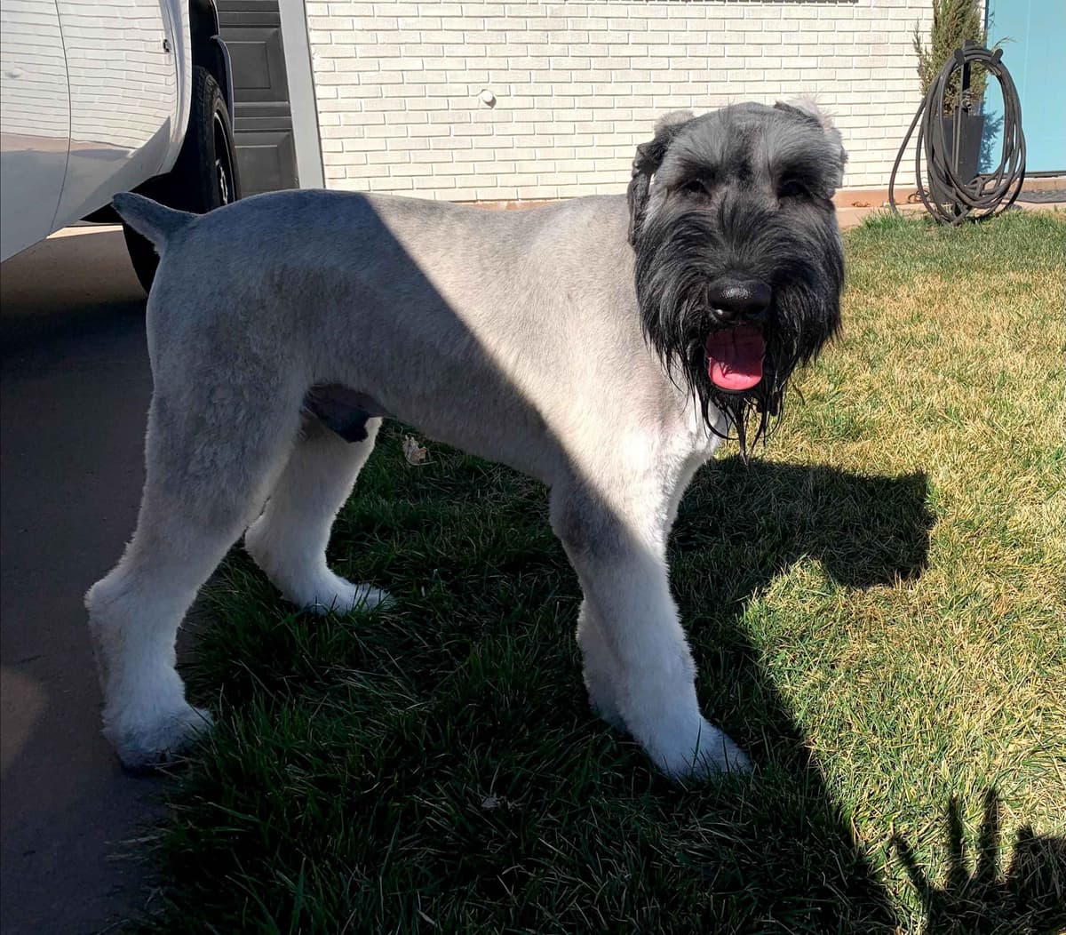 Champion Line Giant Schnauzer Puppies breeder image 9