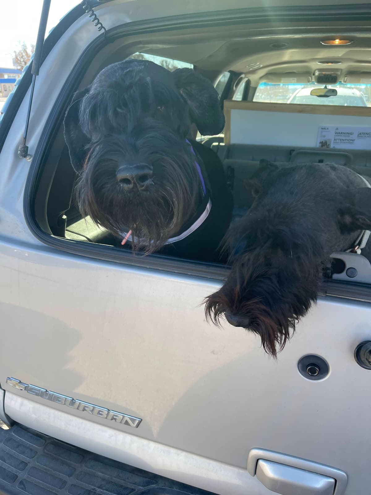 Champion Line Giant Schnauzer Puppies breeder image 11