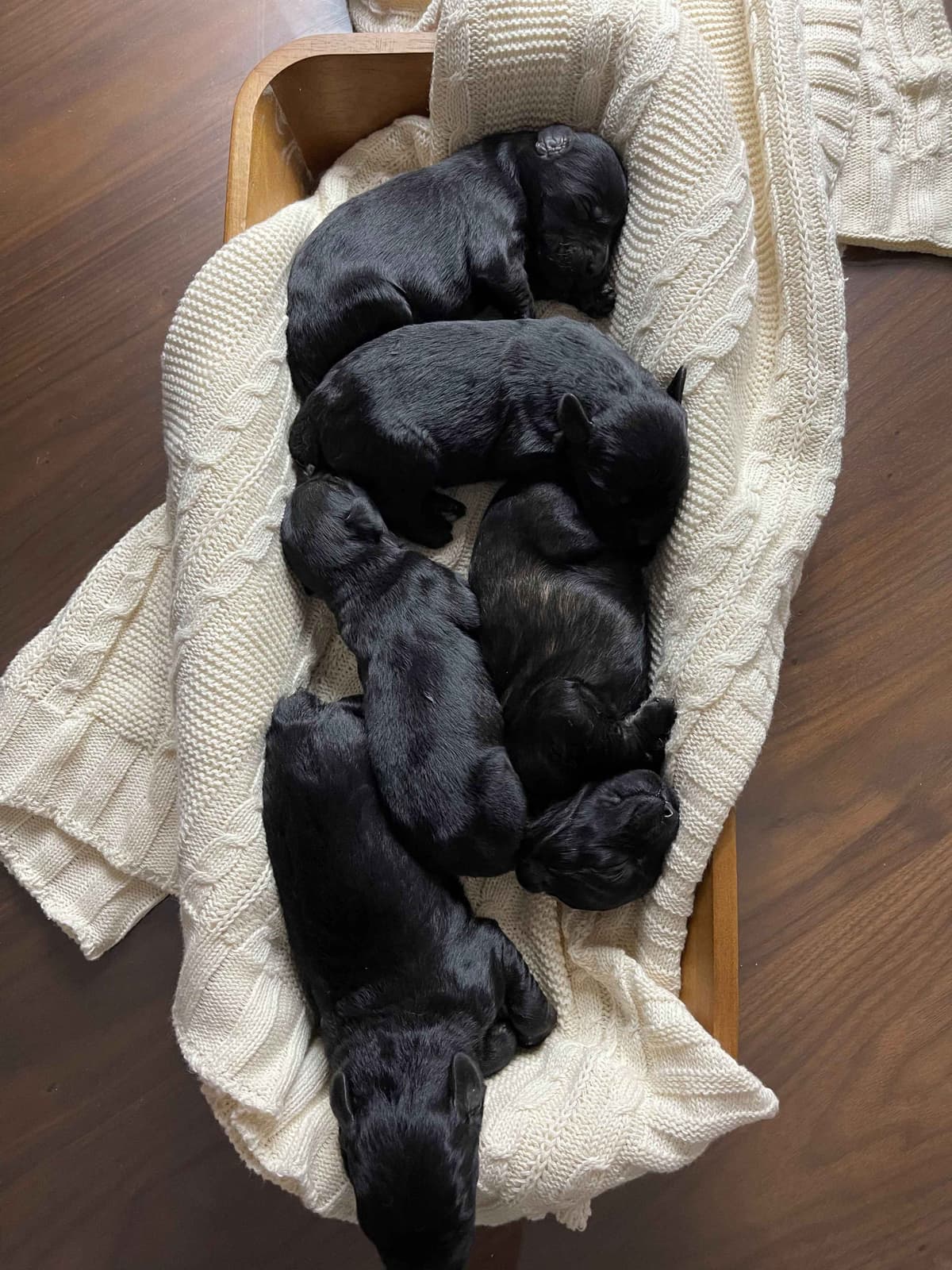 Champion Line Giant Schnauzer Puppies breeder image 12