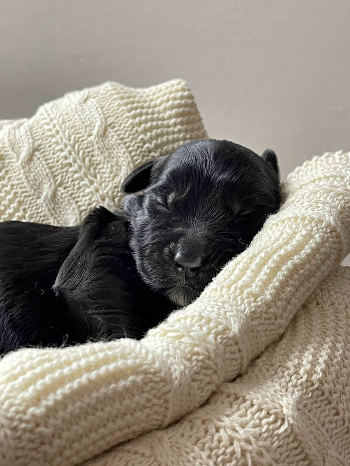 Champion Line Giant Schnauzer Puppies breeder image 13