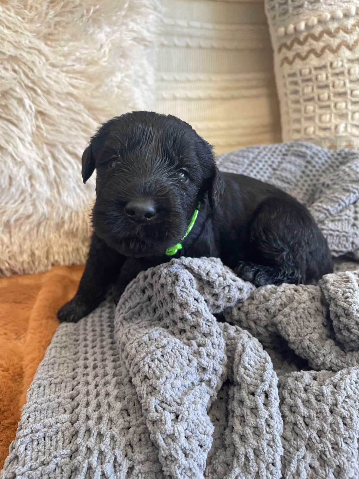 Champion Line Giant Schnauzer Puppies breeder image 14