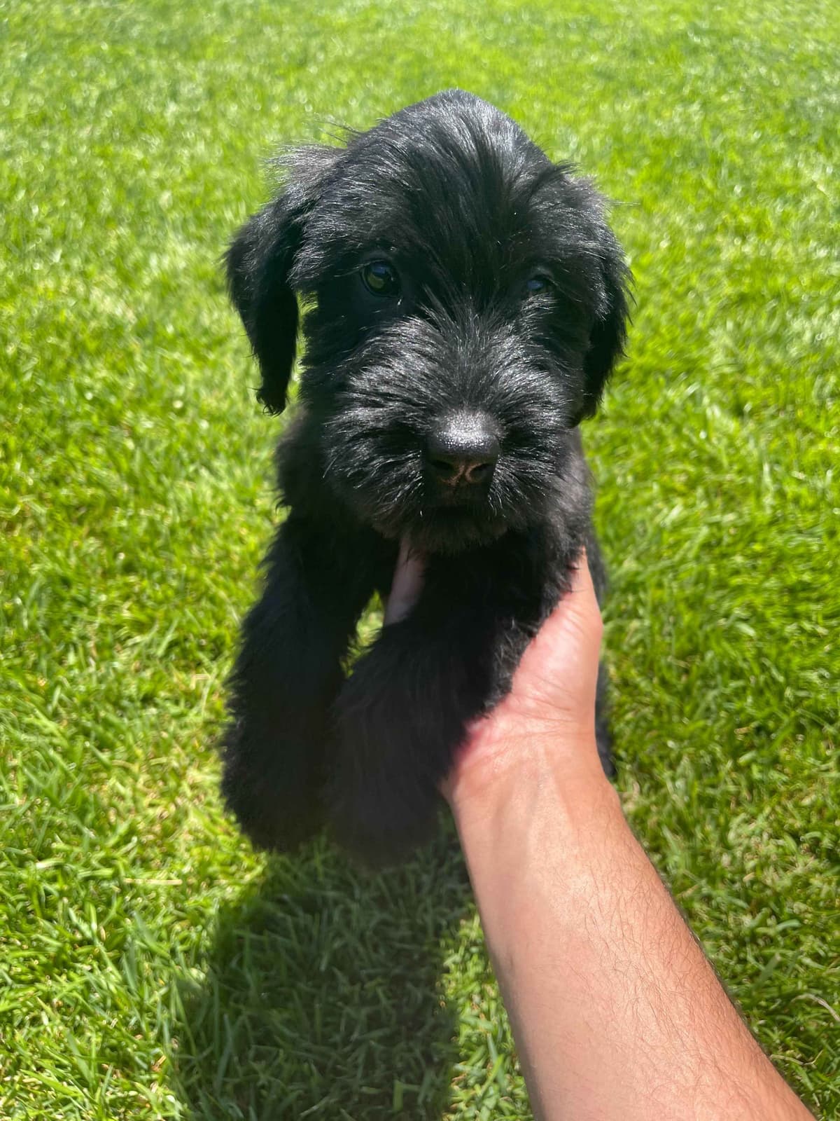 Champion Line Giant Schnauzer Puppies breeder image 15