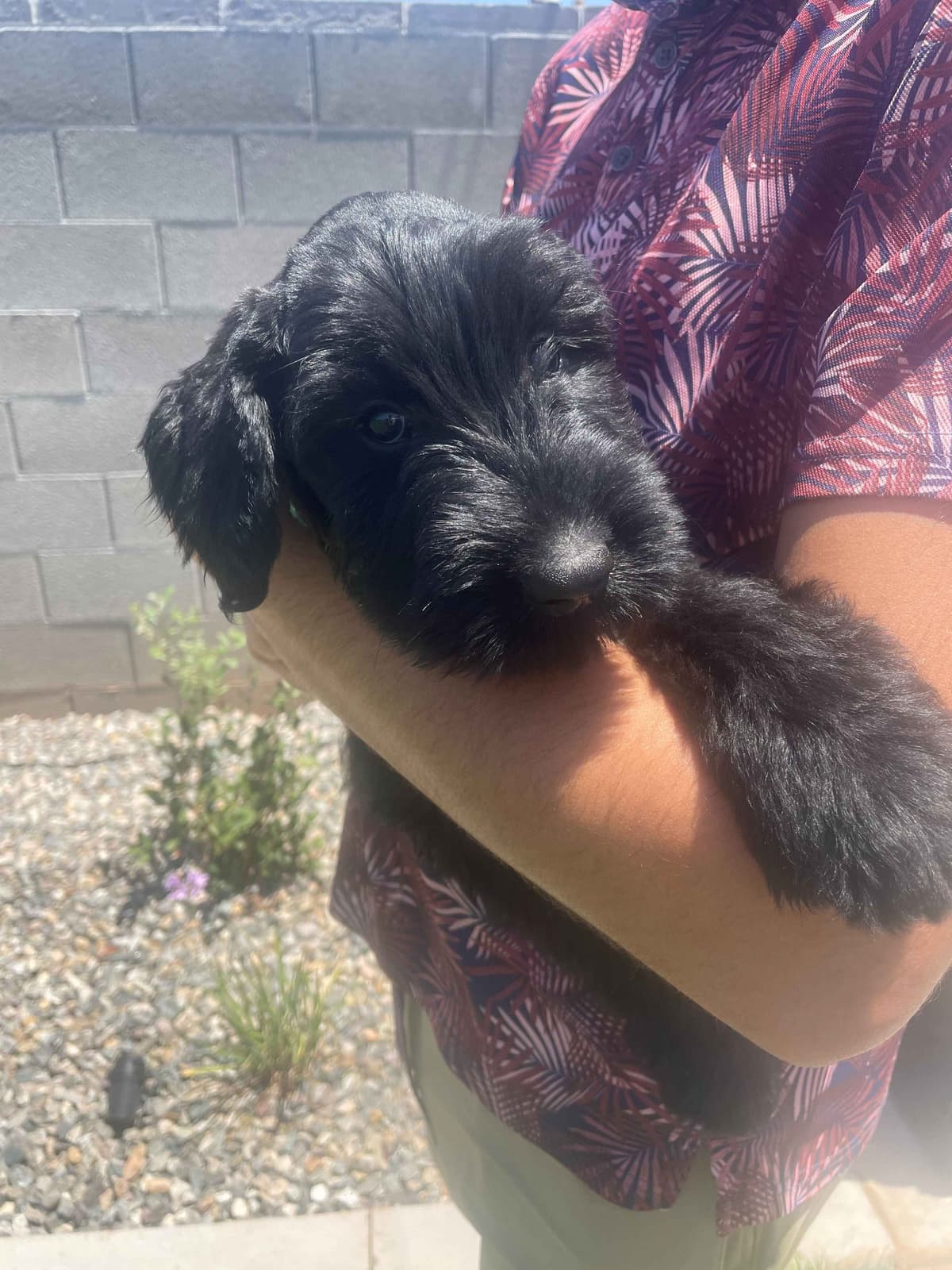 Champion Line Giant Schnauzer Puppies breeder image 16
