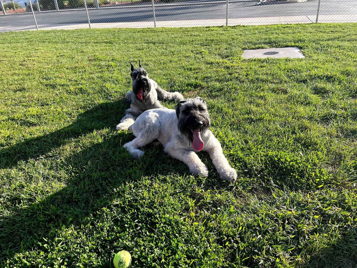 Champion Line Giant Schnauzer Puppies breeder image 19