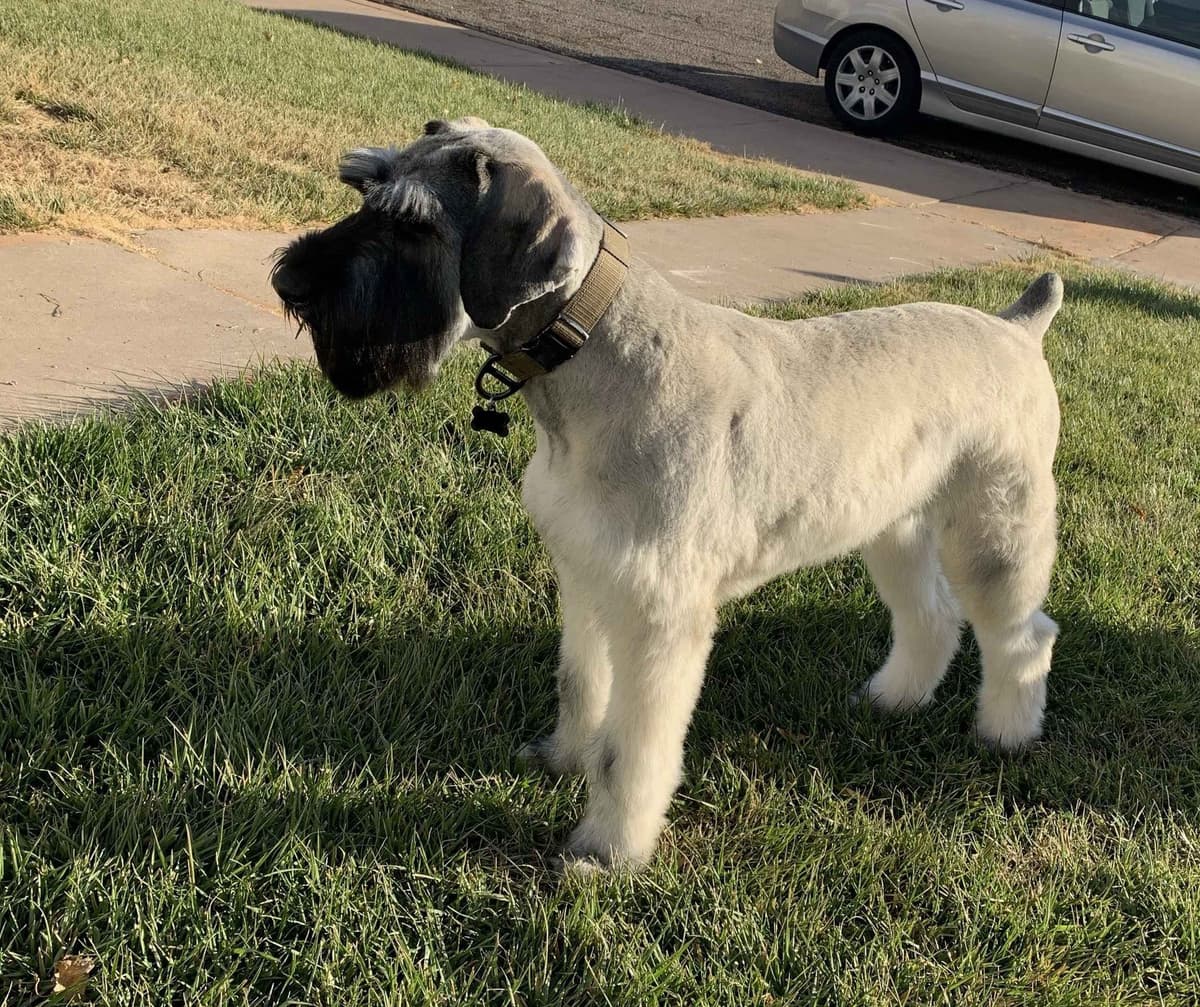 Champion Line Giant Schnauzer Puppies breeder image 22
