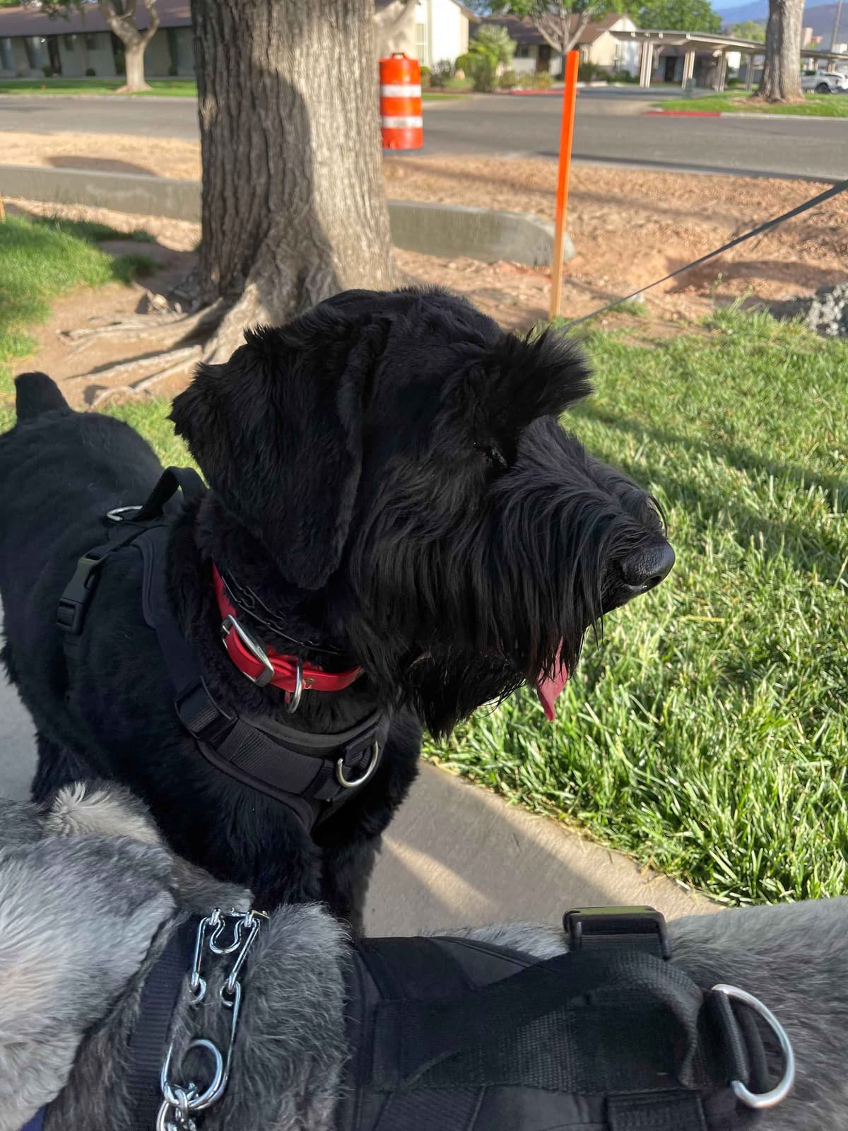 Champion Line Giant Schnauzer Puppies breeder image 20