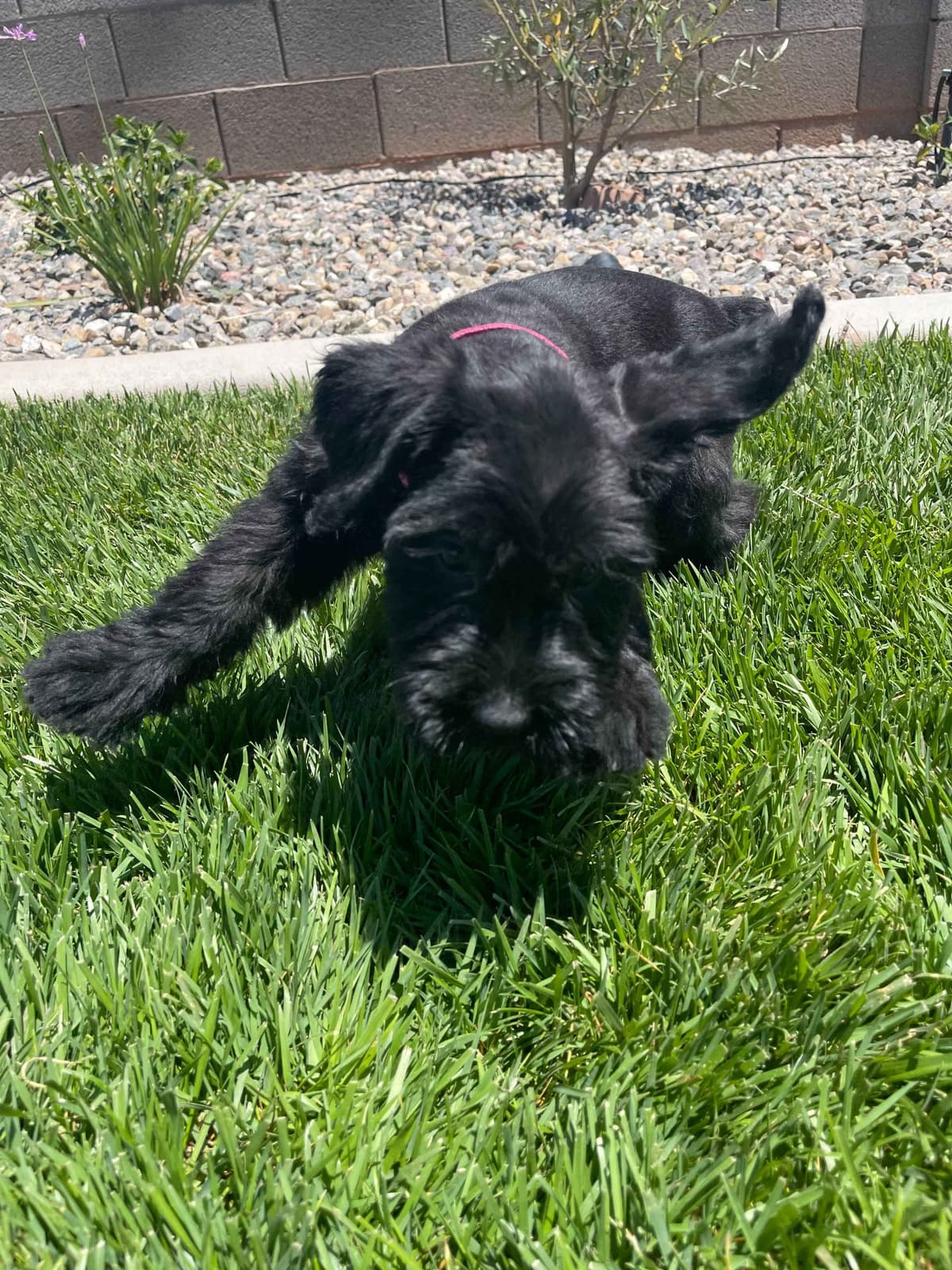 Champion Line Giant Schnauzer Puppies breeder image 21