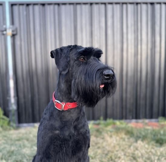 Champion Line Giant Schnauzer Puppies breeder image 1