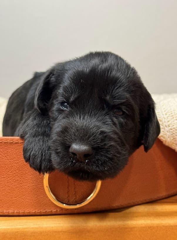 Champion Line Giant Schnauzer Puppies breeder image 24