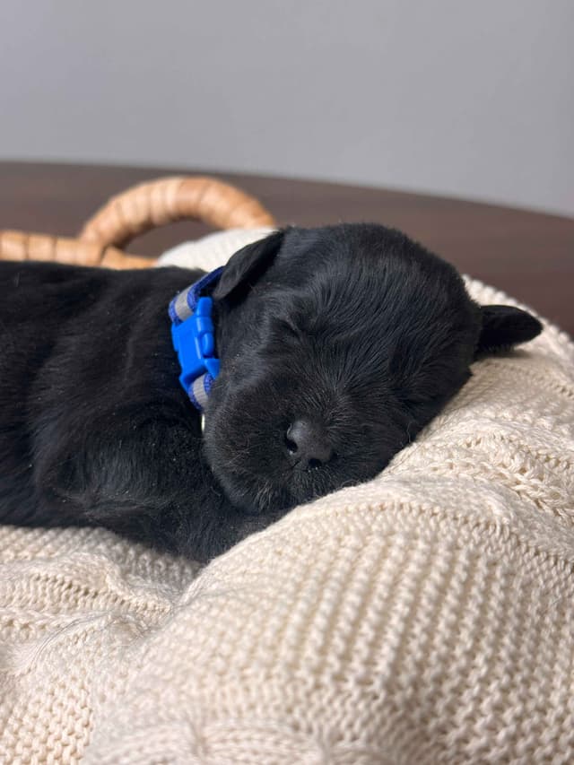 Champion Line Giant Schnauzer Puppies media 2