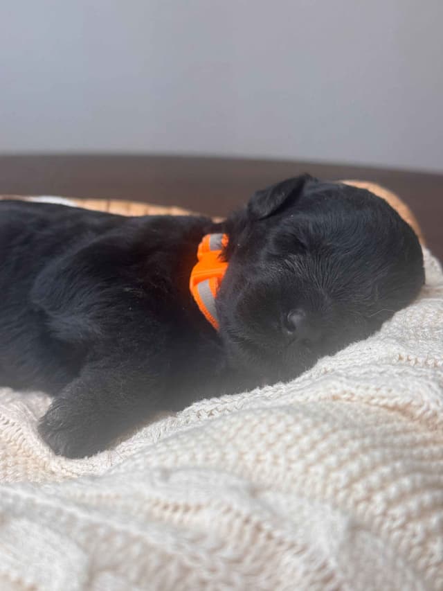 Champion Line Giant Schnauzer Puppies media 4