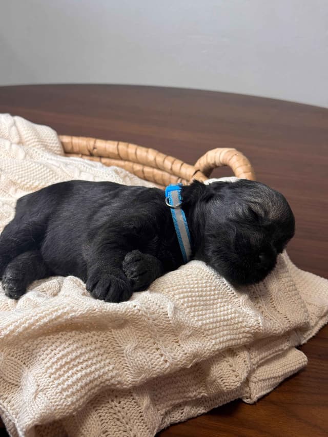 Champion Line Giant Schnauzer Puppies media 5