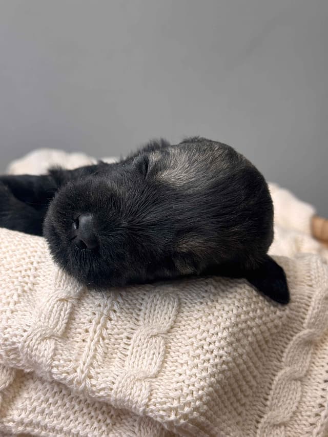 Champion Line Giant Schnauzer Puppies media 6