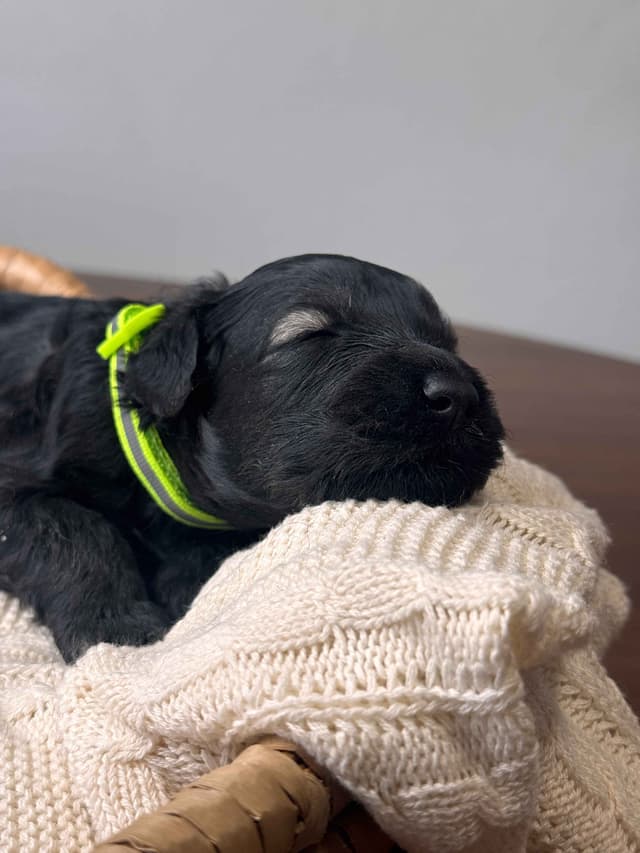 Champion Line Giant Schnauzer Puppies media 8