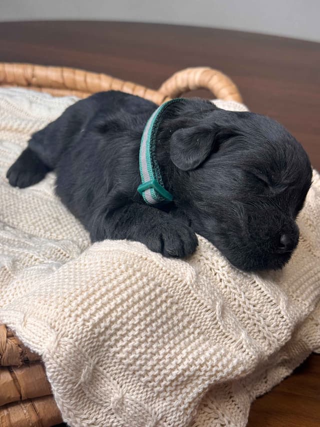Champion Line Giant Schnauzer Puppies media 9