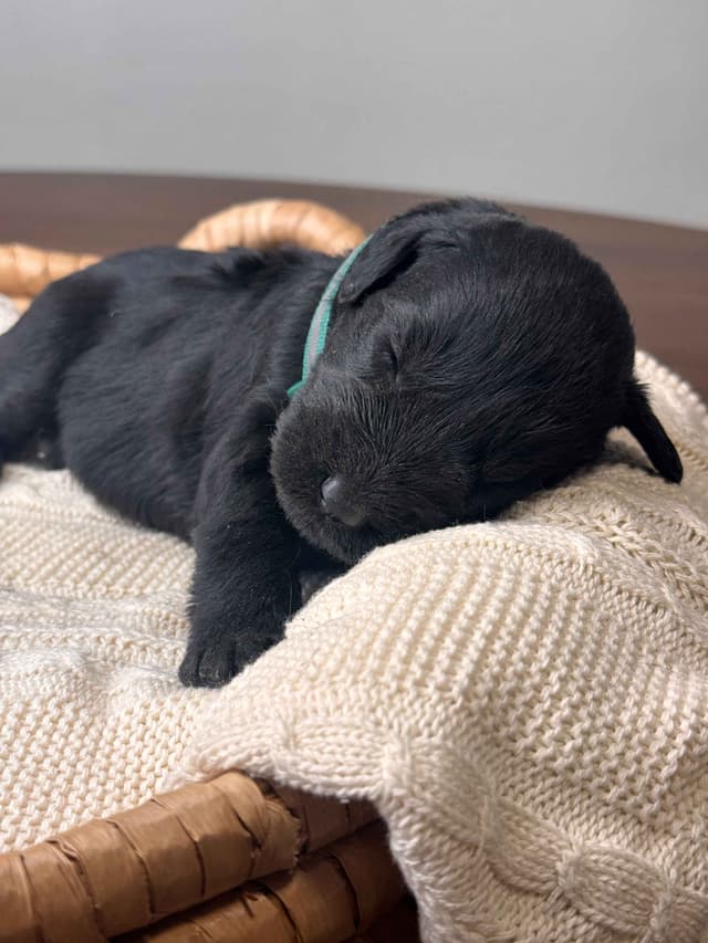 Champion Line Giant Schnauzer Puppies media 10