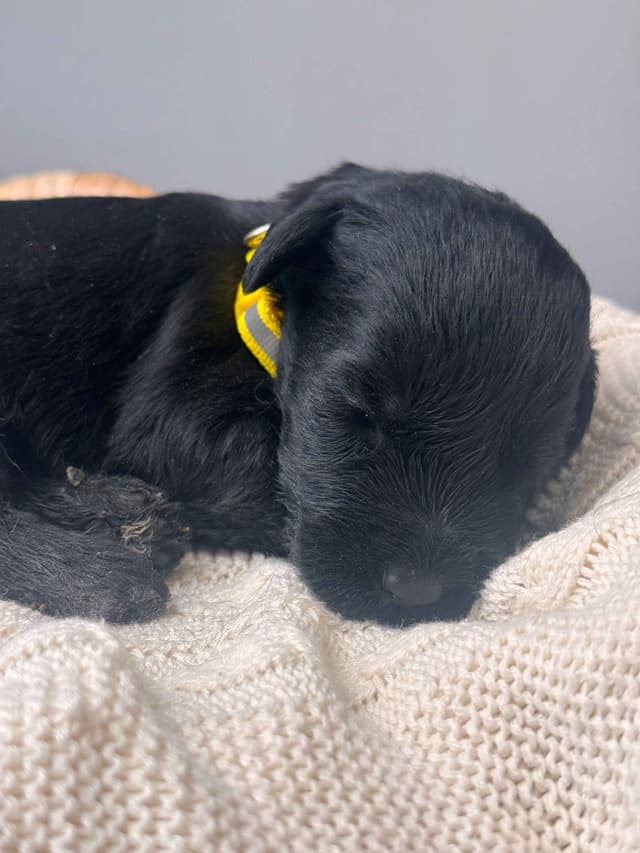 Champion Line Giant Schnauzer Puppies media 11