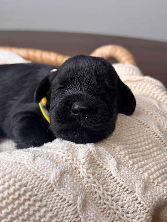 Champion Line Giant Schnauzer Puppies media 12