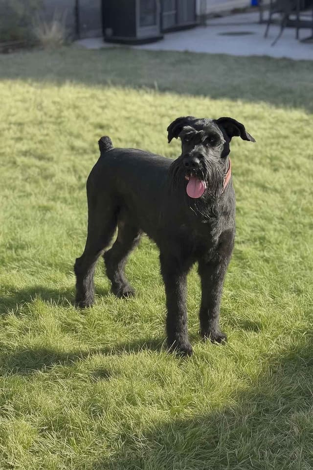 Champion Line Giant Schnauzer Puppies media 13