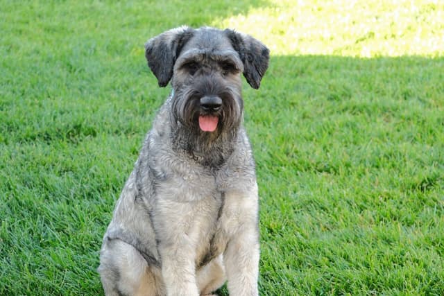 Champion Line Giant Schnauzer Puppies media 14