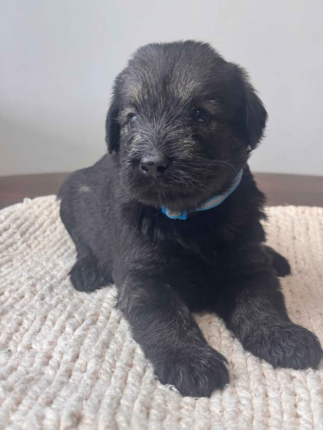 Champion Line Giant Schnauzer Puppies media 15