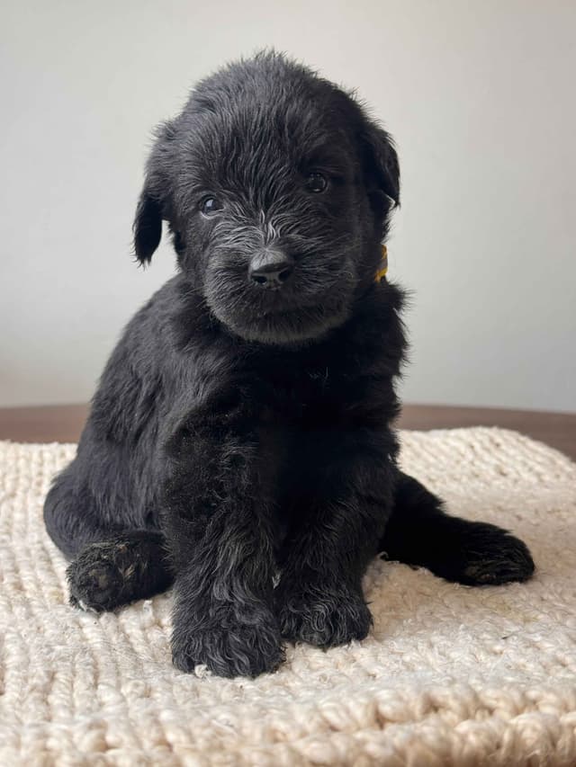 Champion Line Giant Schnauzer Puppies media 16