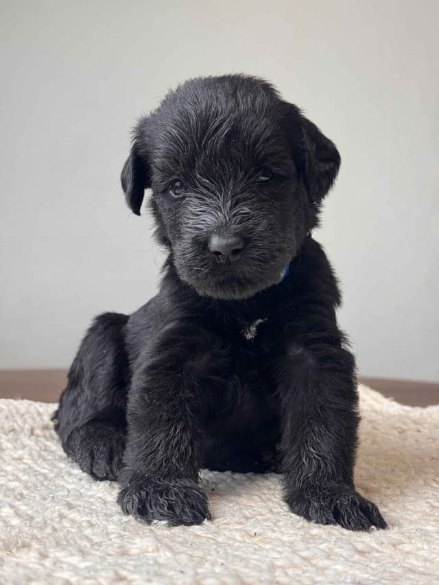 Champion Line Giant Schnauzer Puppies media 17