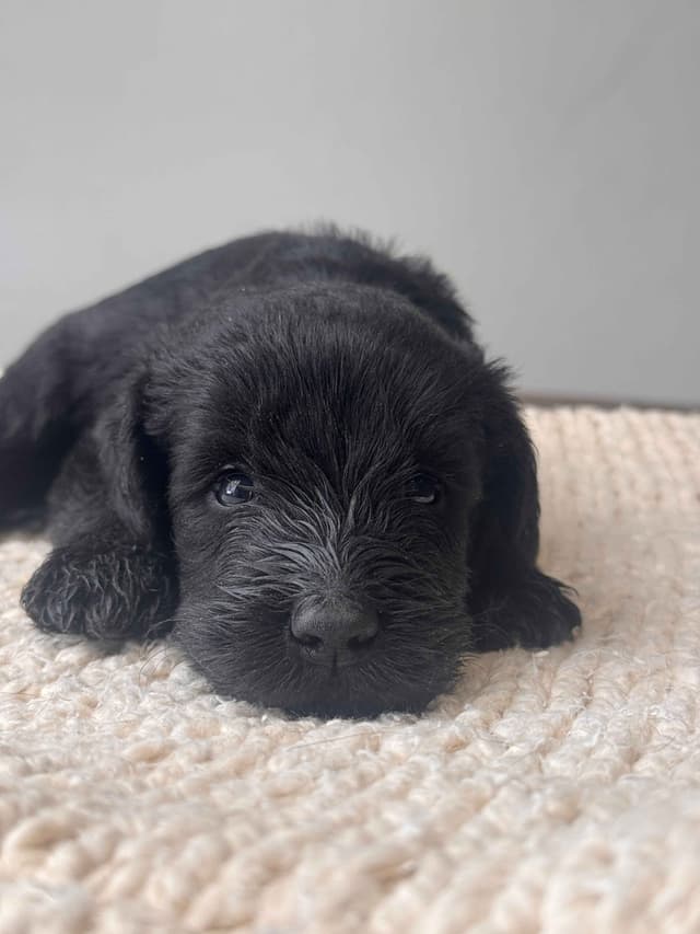 Champion Line Giant Schnauzer Puppies media 18
