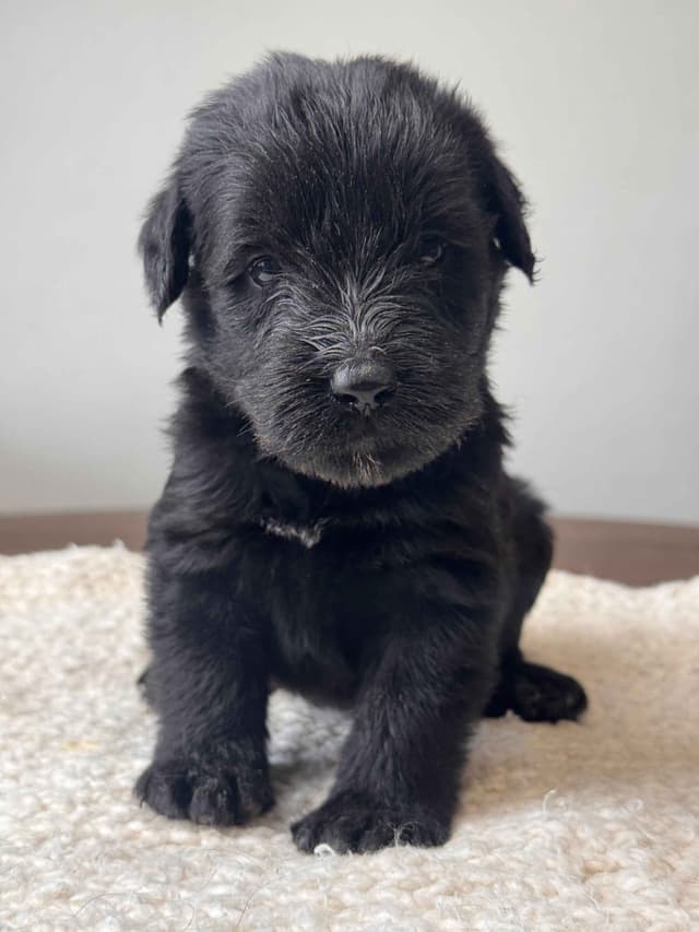 Champion Line Giant Schnauzer Puppies media 19