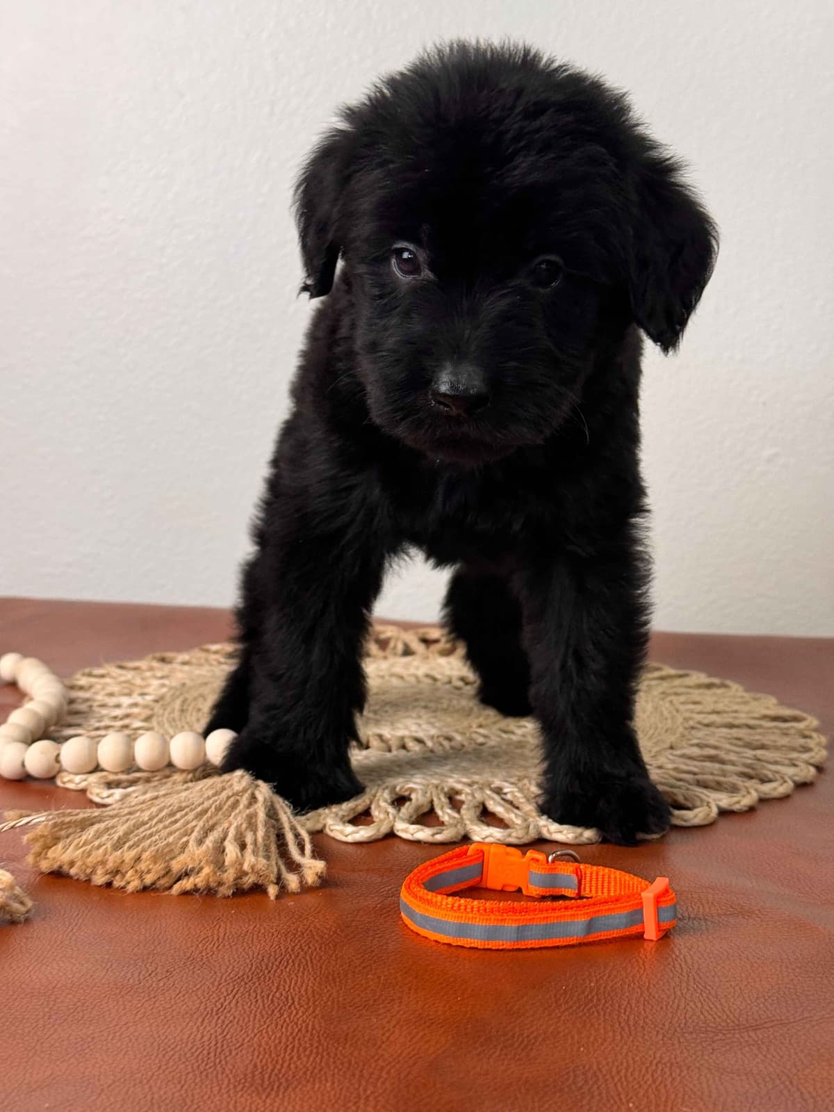 Champion Line Giant Schnauzer Puppies breeder image 25