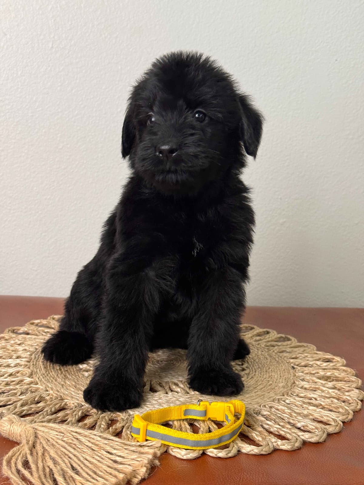 Champion Line Giant Schnauzer Puppies breeder image 26