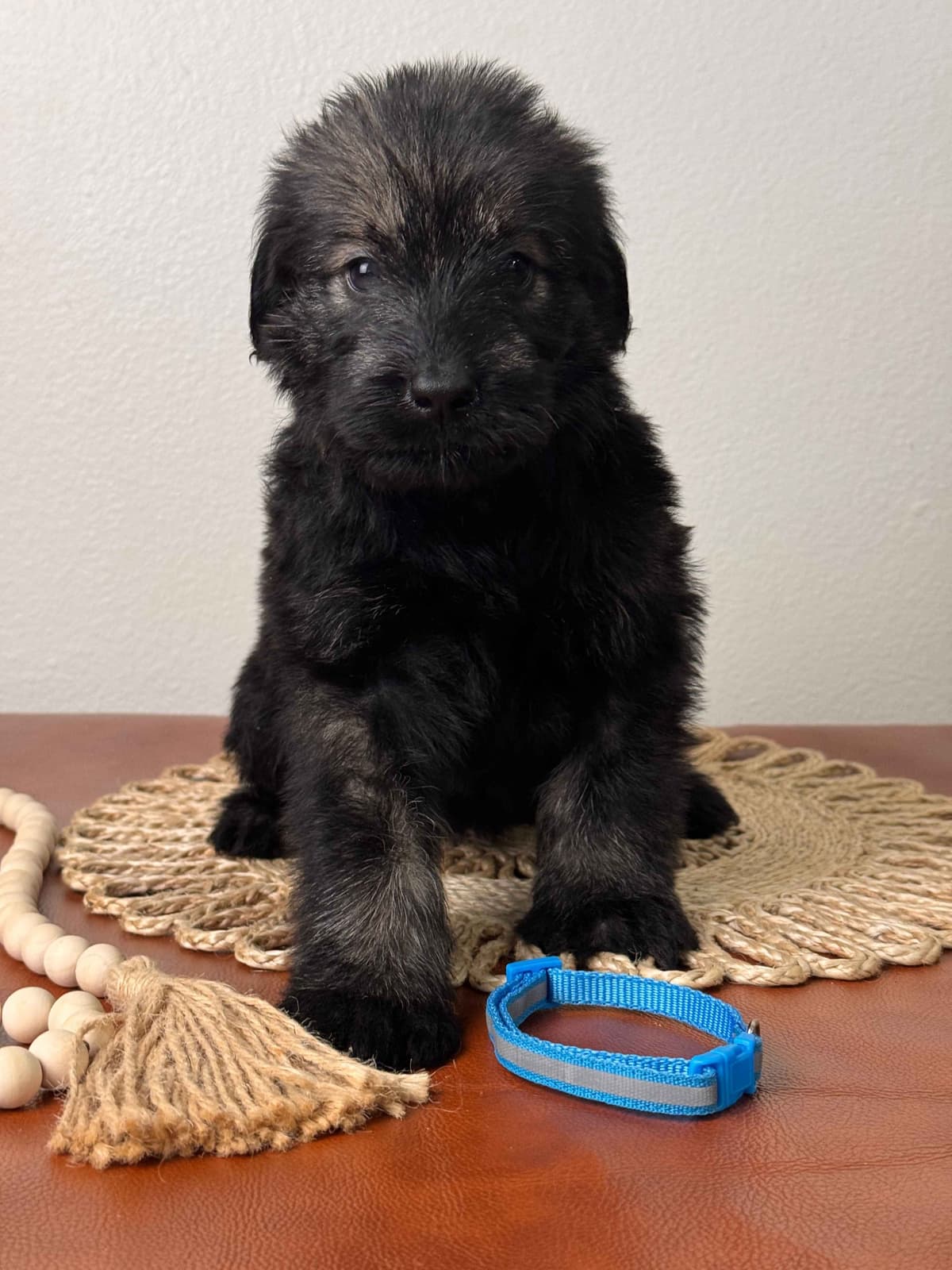 Champion Line Giant Schnauzer Puppies breeder image 27